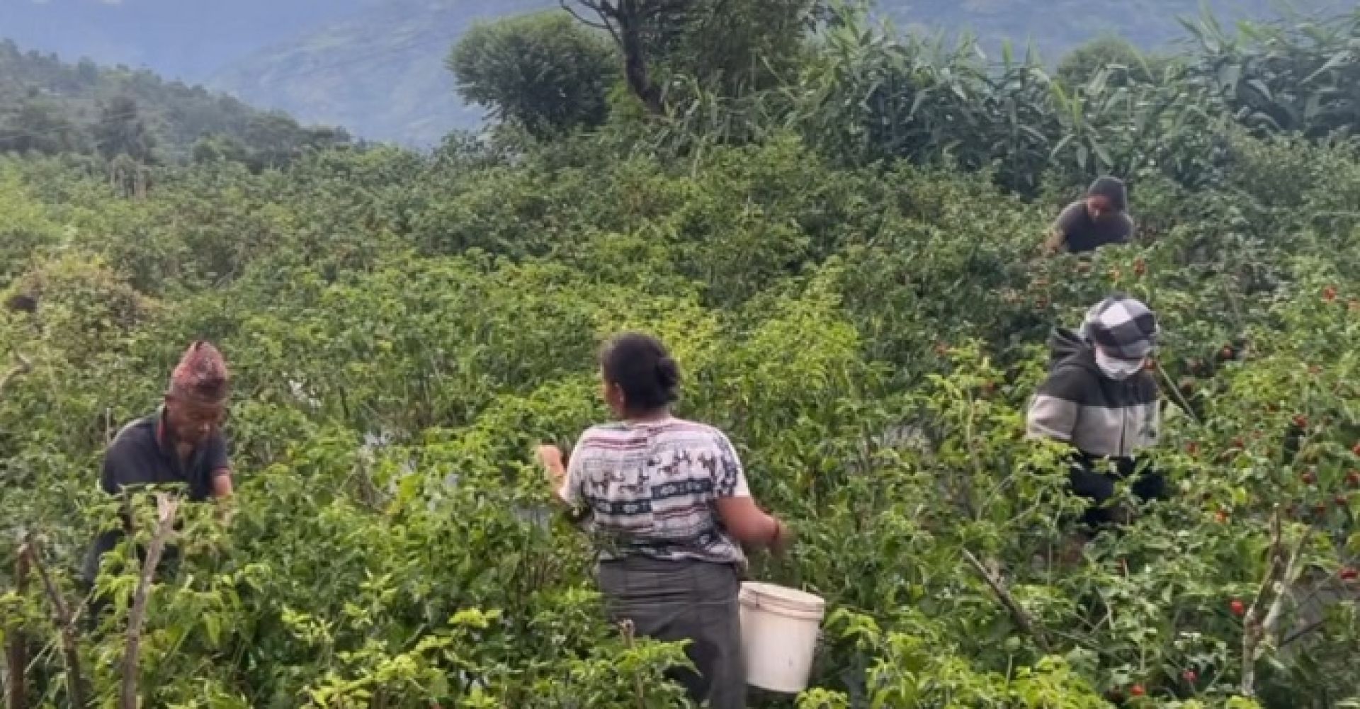 म्याग्दीमा अकबरे खुर्सानीको व्यावसायिकखेती